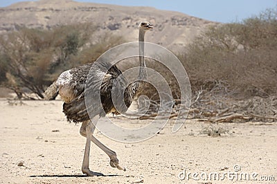 African ostrich Stock Photo