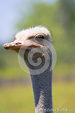 African ostrich Stock Photo