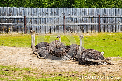 African ostrich at the farm Stock Photo
