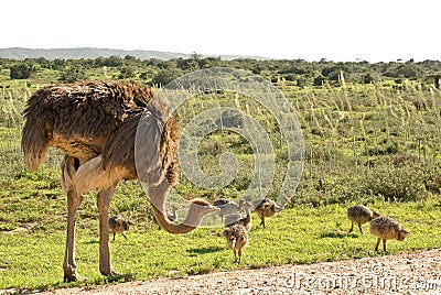 African ostrich with young chickens while safari Stock Photo