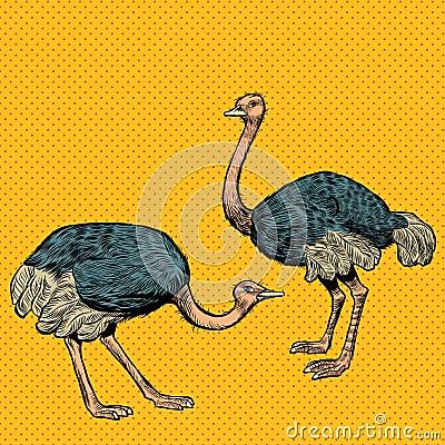African ostriches, wild and farm animals Vector Illustration