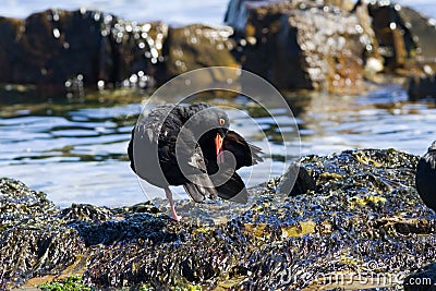African oystercatcher Stock Photo