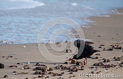 African oystercatcher on the beach on the Oystercatcher Trail, Boggamsbaii near Mossel Bay on the Garden Route, South Africa. Stock Photo