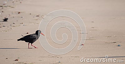 African oystercatcher on the sand on the Oystercatcher Trail, Boggamsbaii near Mossel Bay on the Garden Route, South Africa. Stock Photo