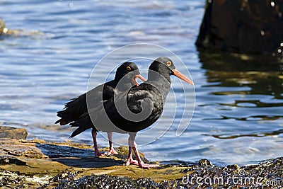 African oystercatchers Stock Photo