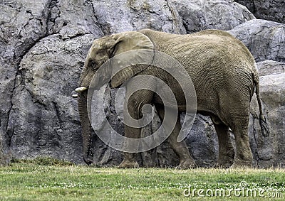 African Elephant Male Stock Photo