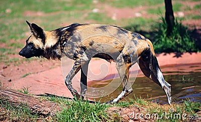 African painted dog or Stock Photo