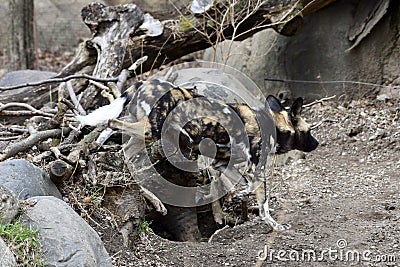 An African Painted Dog Stock Photo