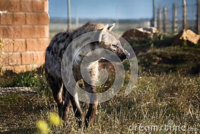 African painted wild dog (Lycaon pictus) Stock Photo