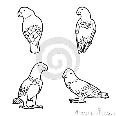 African Parrot Vector Illustration Hand Drawn Animal Cartoon Art Vector Illustration