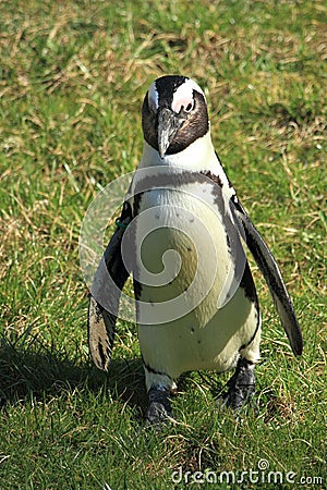 African penguin Stock Photo