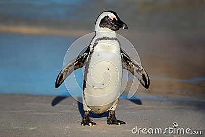 African penguin Stock Photo