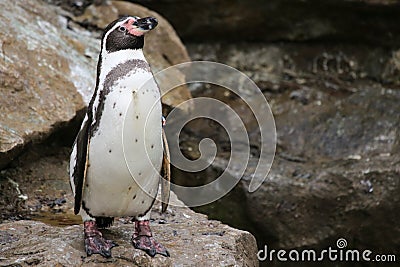 African Penguin Stock Photo