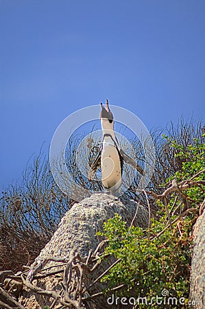 African penguin Stock Photo