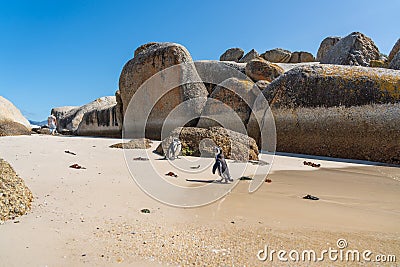 African Penguin at Boulders Beach near Simons Town on the Cape Peninsula Editorial Stock Photo