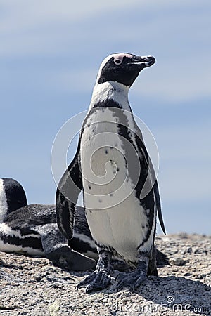 African Penguin Boulders Cape Town South Africa Stock Photo