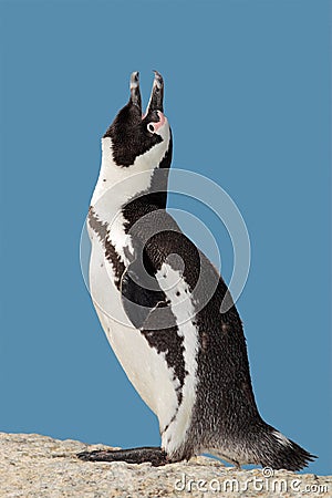 African penguin calling Stock Photo