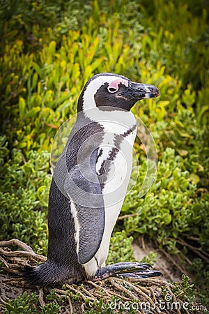 African Penguin Cape Peninsula Stock Photo