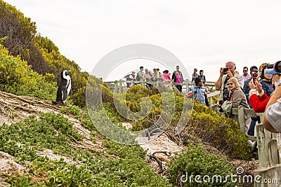 African Penguin in Cape Town, South Africa Editorial Stock Photo