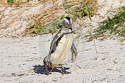 African penguin carrying nesting material Stock Photo