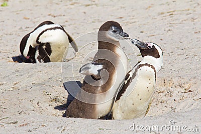 African penguin chick demanding food Stock Photo