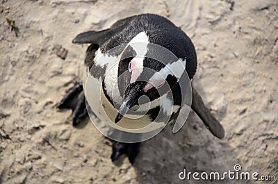 African Penguin Stock Photo