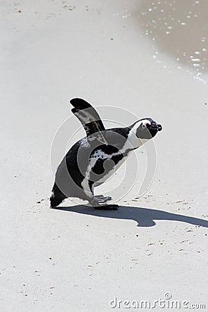 African Penguin Stock Photo