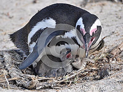 African penguin and its chicks Stock Photo