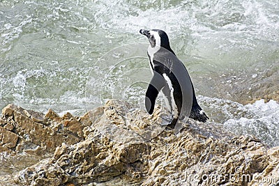 African penguin ready to jump into sea Stock Photo