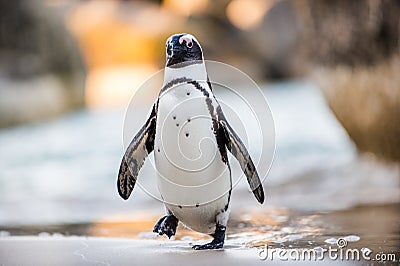 African penguin on the sandy beach Stock Photo