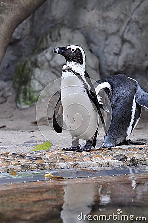 African Penguin (Spheniscus demersus) Stock Photo