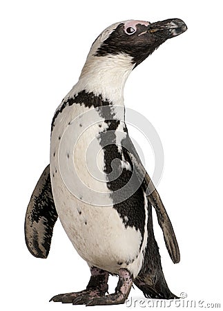 African Penguin, Spheniscus demersus Stock Photo