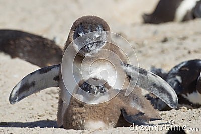 African penguin (spheniscus demersus) Stock Photo