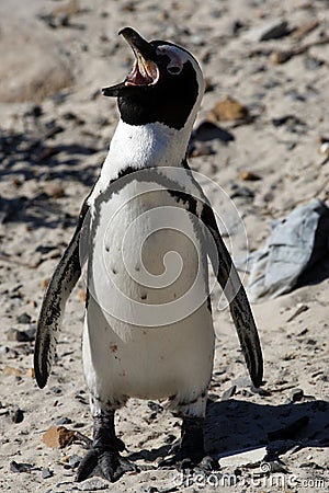 African penguin spheniscus demersus Stock Photo