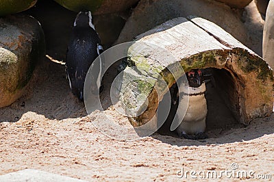 African penguin (Spheniscus demersus) Editorial Stock Photo