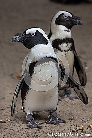 African penguin Spheniscus demersus Stock Photo