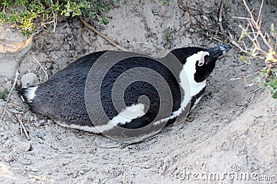 African penguin(Spheniscus demersus) Penguin, Western Cape, South Africa Stock Photo