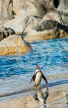 African penguin Spheniscus demersus Stock Photo