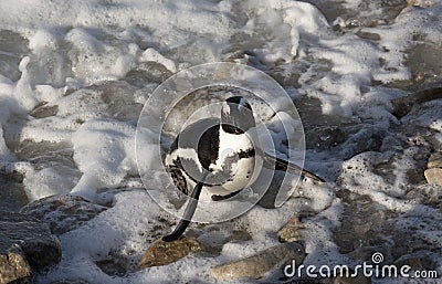 African penguin standing on a rock South Africa Stock Photo