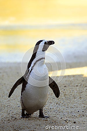African Penguin at Sunset Stock Photo