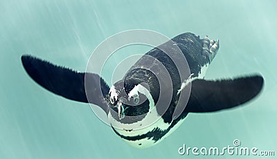 African penguin under the water Stock Photo