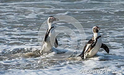African penguin walk out of the ocean in the foam of the surf. Stock Photo
