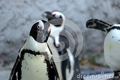 African Penguin Spheniscus demercus& x29; Editorial Stock Photo
