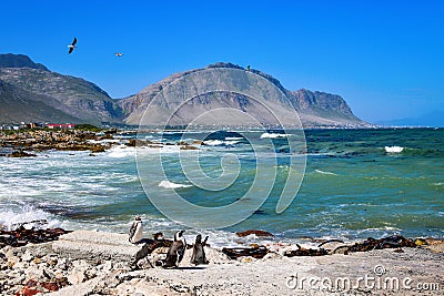 African penguins at Betty`s Bay, Western Cape, South Africa Stock Photo