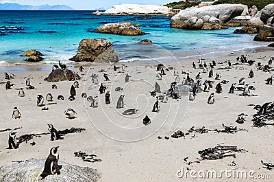 African penguins or Black-footed penguin - Spheniscus demersus - at the Boulders Beach, Cape Town, South Africa Stock Photo