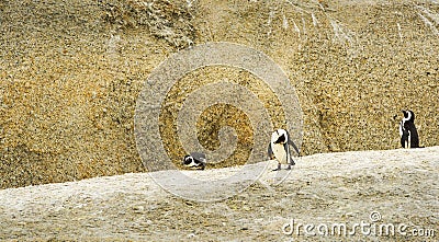 African Penguins Boulders Beach Stock Photo