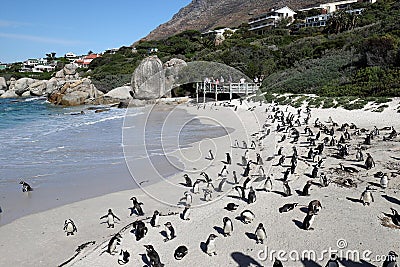 Penguins colony on Boulders Beach, Simon`s Town near Cape Town, South Africa. Editorial Stock Photo