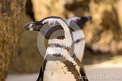 African Penguins look around Stock Photo