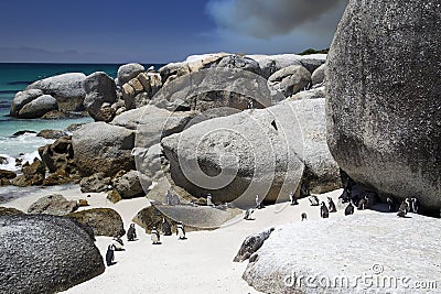 African Penguins with Mountain Fire Stock Photo