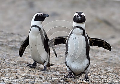 African penguins. Stock Photo